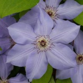 Ramona Clematis - doresc