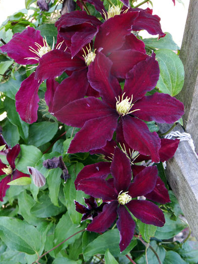 burgundy-clematis