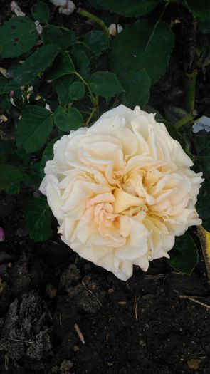 DSC_0417 - TRANDAFIRI 2014 II