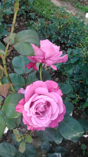 DSC_0418 - TRANDAFIRI 2014 II