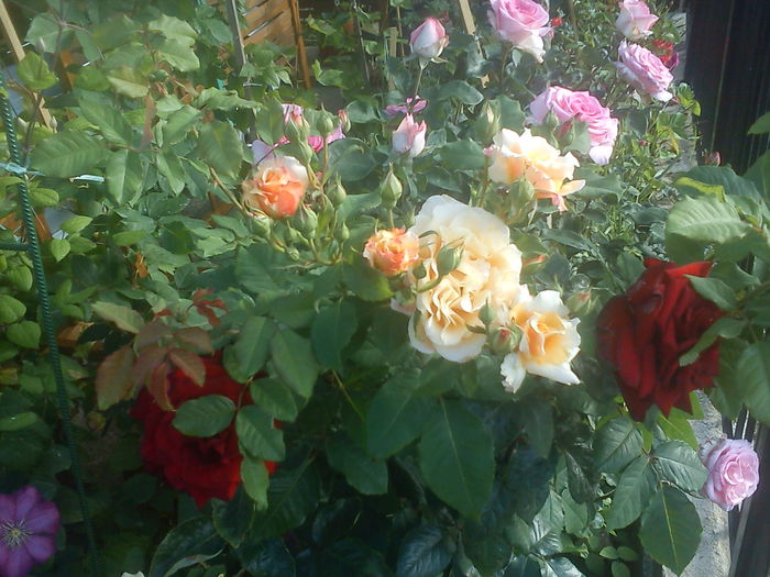 DSC08371