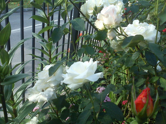 DSC08713
