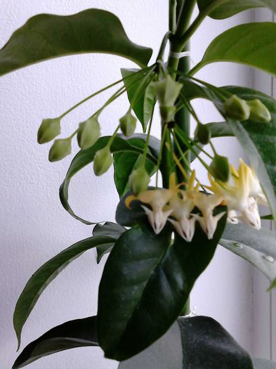 hoya multiflora