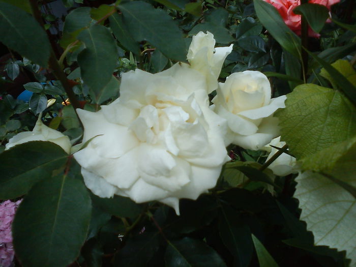 DSC08042