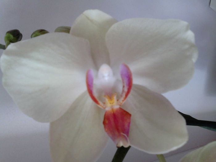  - Orhidea Phalaenopsis