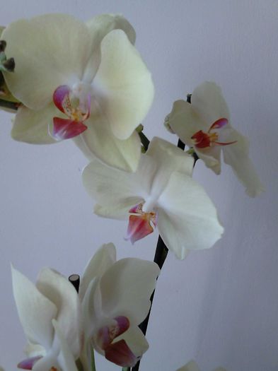  - Orhidea Phalaenopsis