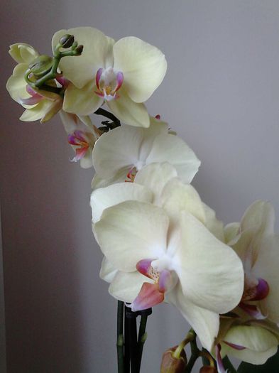  - Orhidea Phalaenopsis