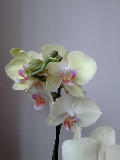  - Orhidea Phalaenopsis
