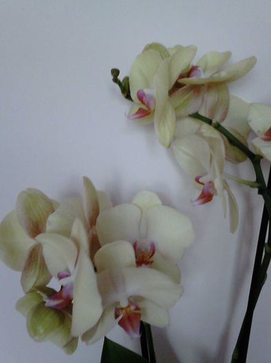  - Orhidea Phalaenopsis