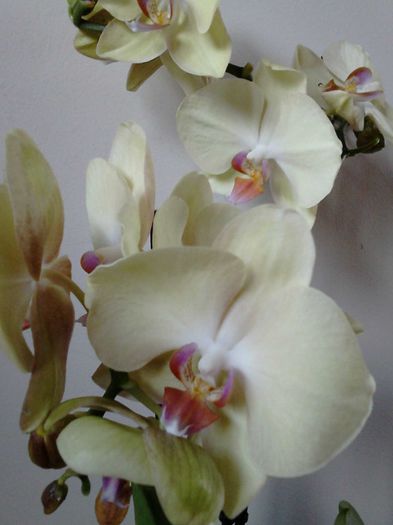  - Orhidea Phalaenopsis