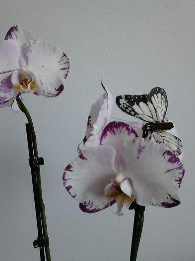  - Orhidea Phalaenopsis