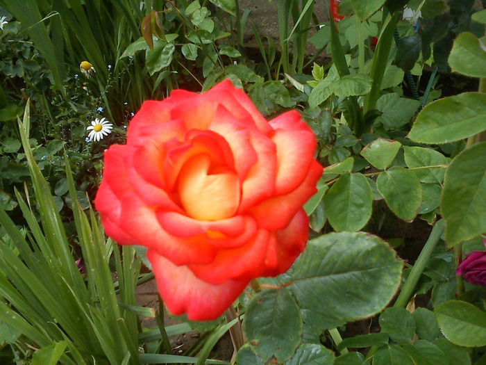 DSC08097