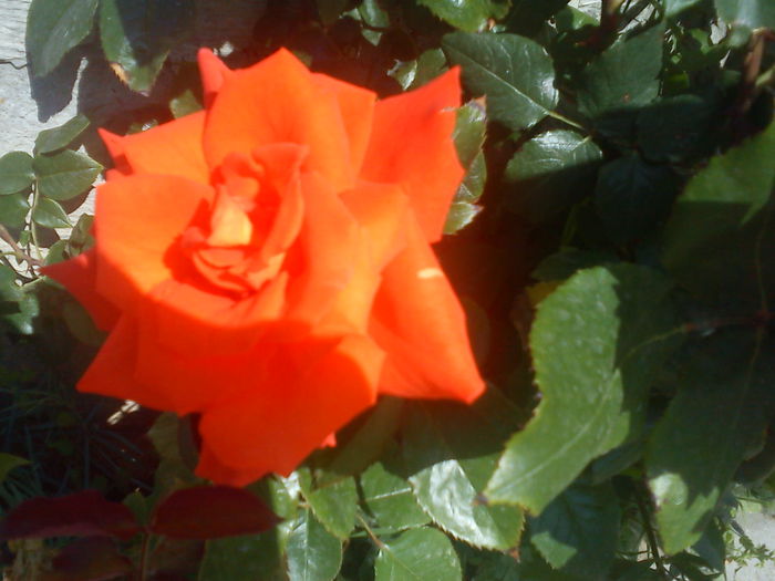 DSC07406