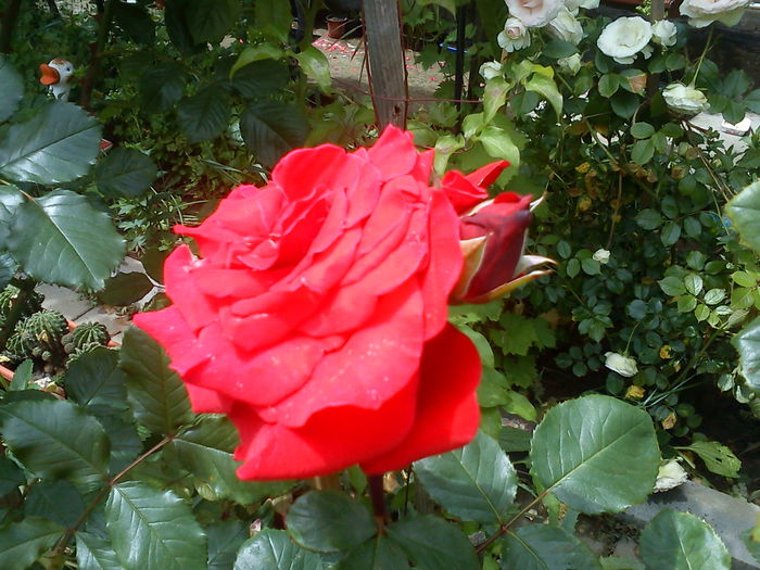 DSC08013