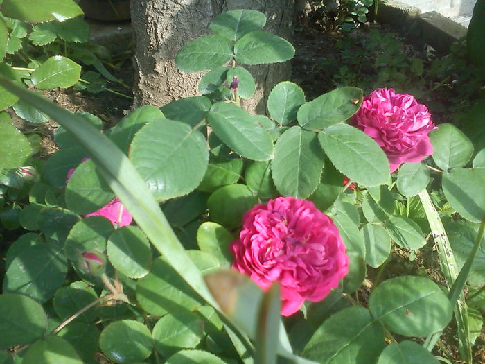 Rose de Resht - TRANDAFIRI 2014