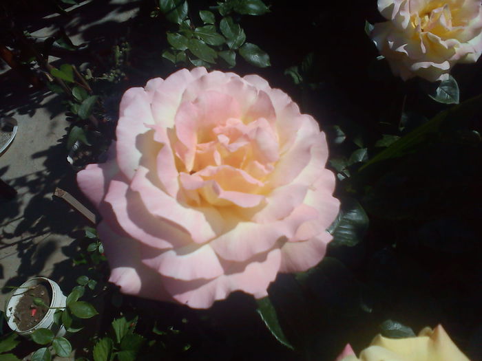 Madame Meilland