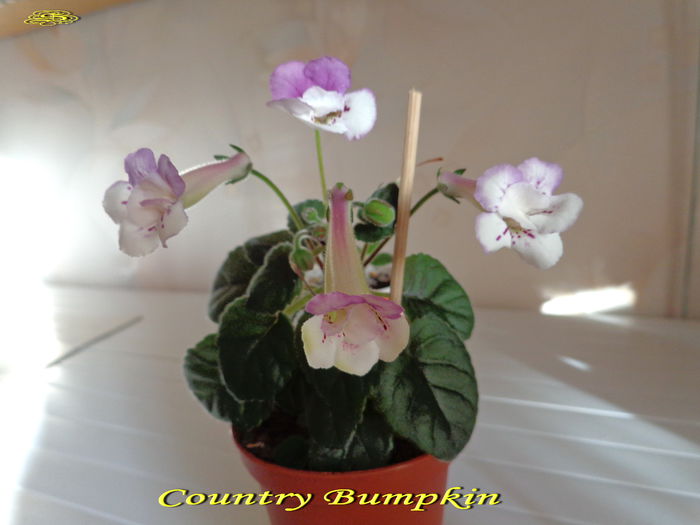 Country Bumpkin(3-07-2014) - Sinningii 2014