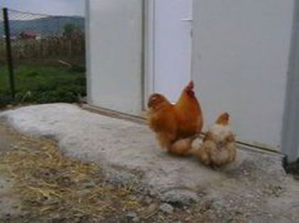  - G ORPINGTON GALBEN