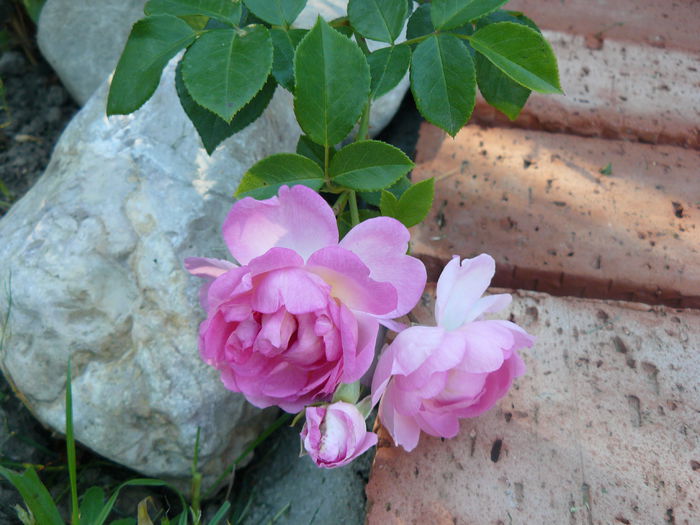 Jasminei ii plac pietrele... - Gradina rozelor_2014