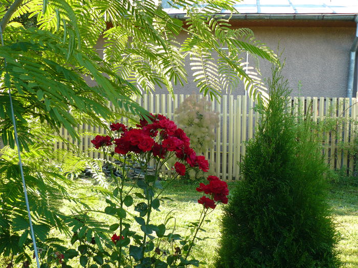 Nina Weibull la umbra Albitziei - Gradina rozelor_2014