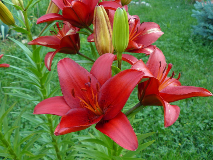 Lilium Gran Paradiso - Gradina rozelor_2014