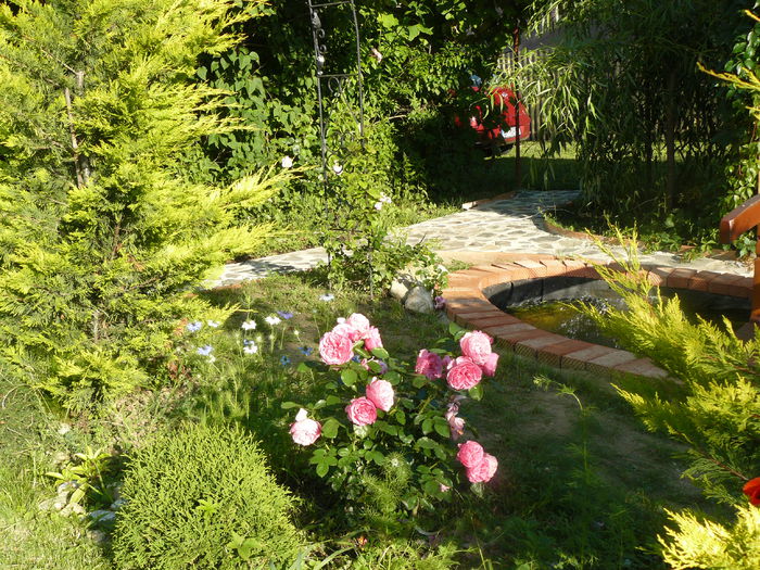 Leonardo capteaza privirea... - Gradina rozelor_2014