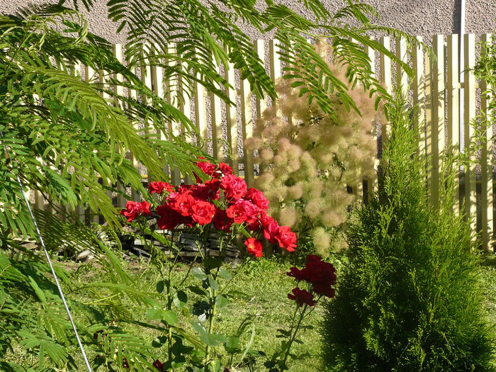 Cotinus sau Scumpie (arbustul cu puf) - Gradina rozelor_2014
