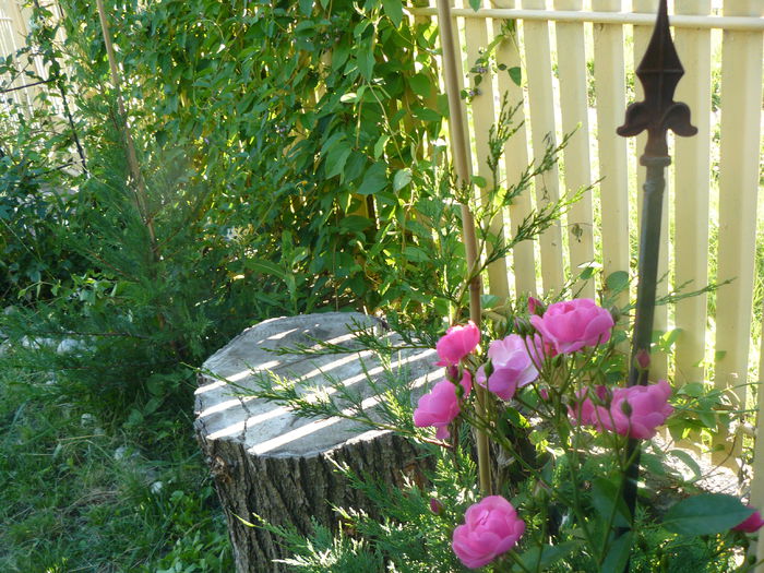 Angela a remontat deja ! - Gradina rozelor_2014