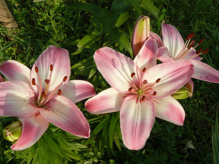 Lilium Loly Pop - Gradina rozelor_2014