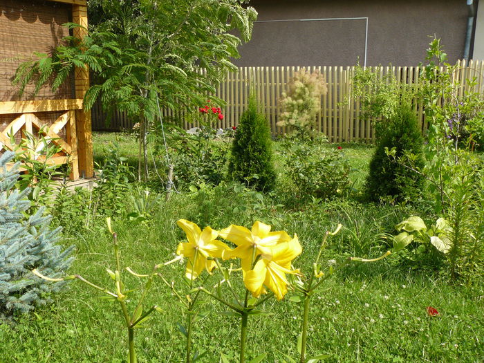 Lilium Yellow County - Gradina rozelor_2014