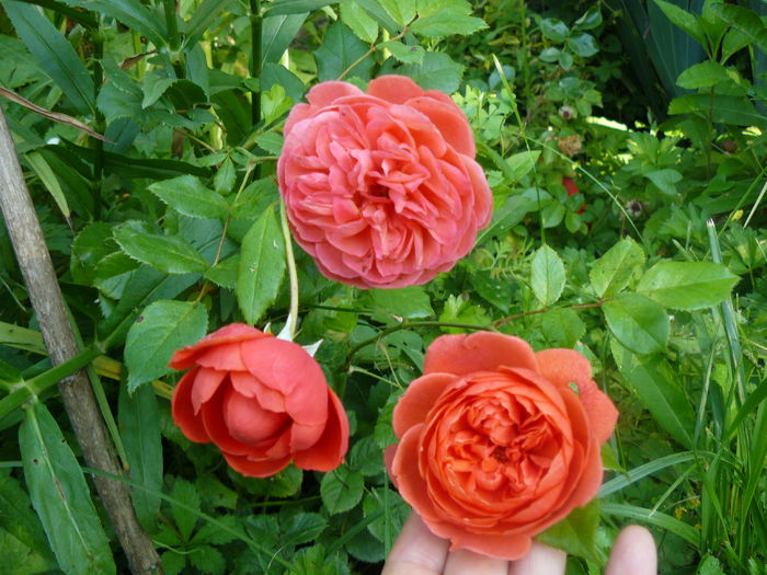 Summer song la debut - Gradina rozelor_2014