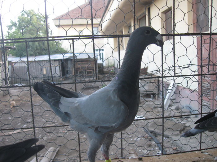 Femela  2014 - PUI 2014