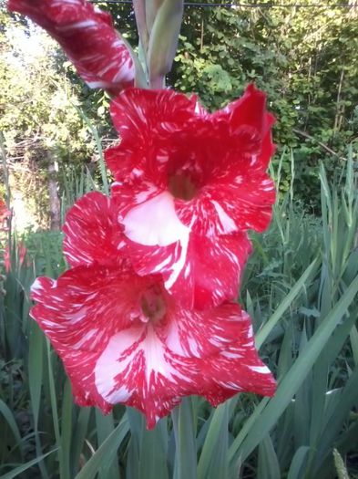 20140702_195012 - Gladiole 2014