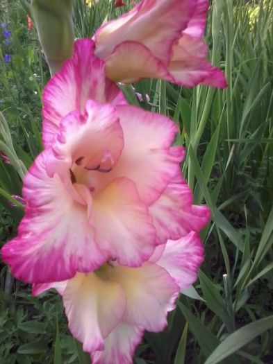 20140702_195118 - Gladiole 2014