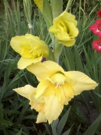 20140702_195652 - Gladiole 2014