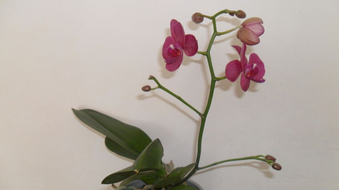 Alte evolutii 3 iulie 001 - phalaenopsis