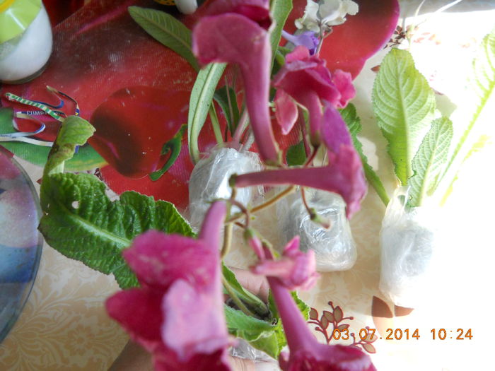 frumoase 005 - IULIE 2014
