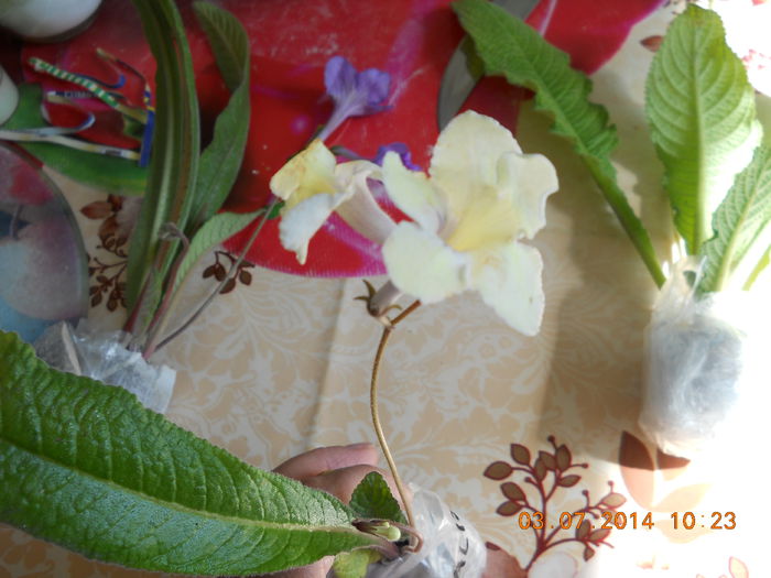 frumoase 002 - ACHIZITII 2014