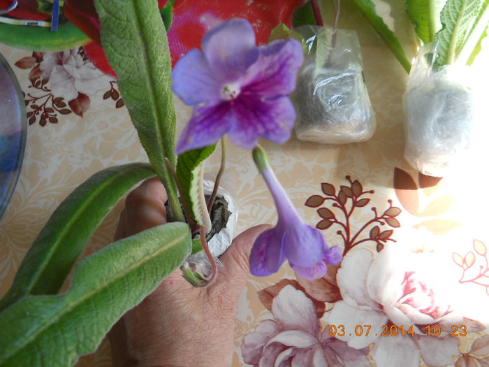 frumoase 004 - ACHIZITII 2014