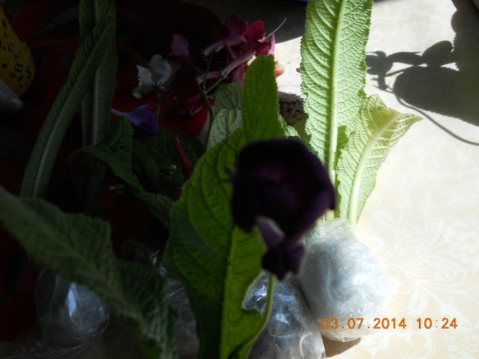 frumoase 007 - ACHIZITII 2014