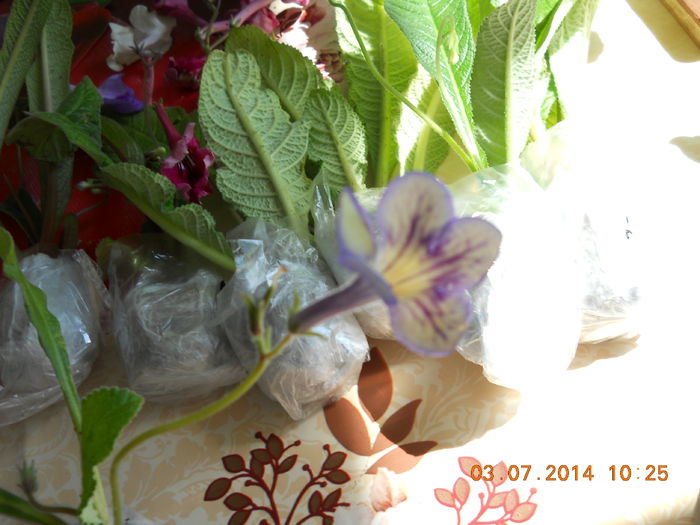 frumoase 013 - ACHIZITII 2014