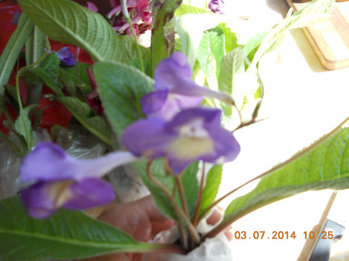 frumoase 016 - ACHIZITII 2014