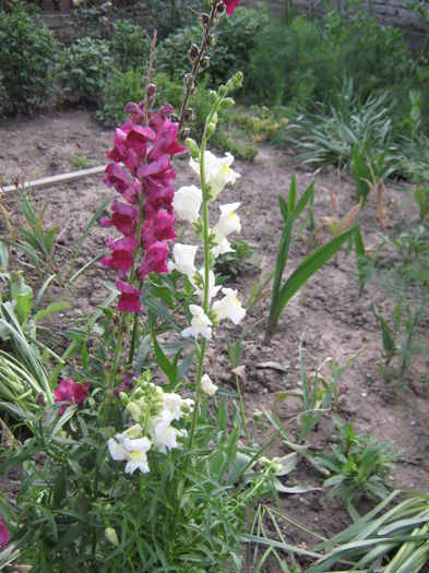 gura leului 2013 - florile mele din trecut