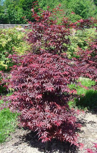 acer-palmatum-skeeters-broom - ARTARI JAPONEZI DE VANZARE