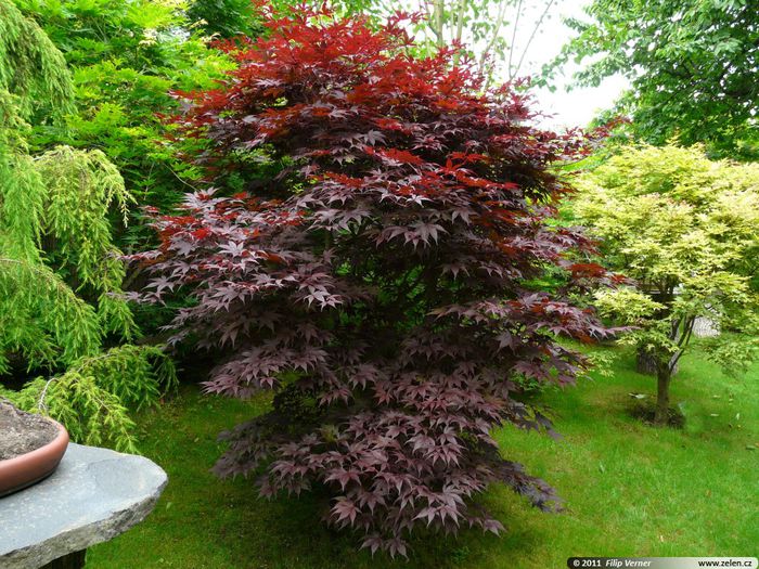 acer_palmatum_bloodgood. - ARTARI JAPONEZI DE VANZARE