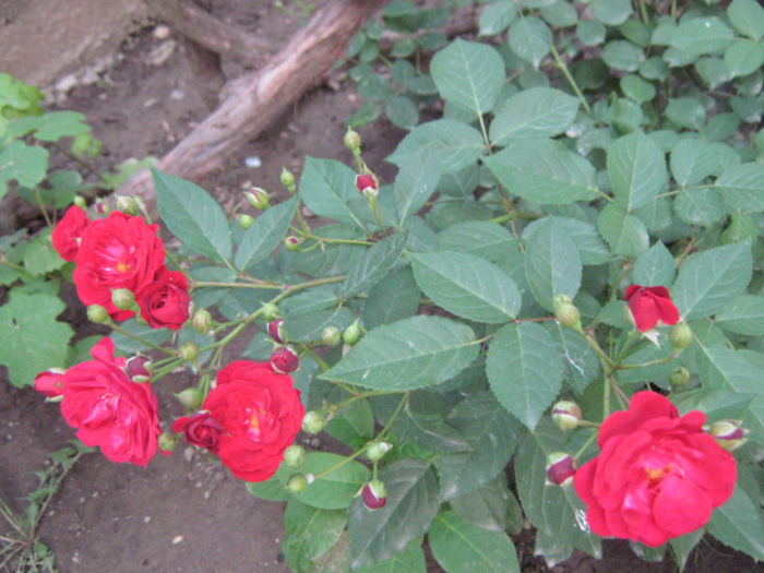 Picture 079
