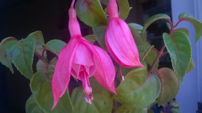 Fuchsia Pink Galore - FUCHSIILE- CERCELUSII VESELI
