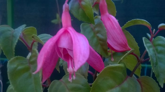 Fuchsia Pink Galore - FUCHSIILE- CERCELUSII VESELI