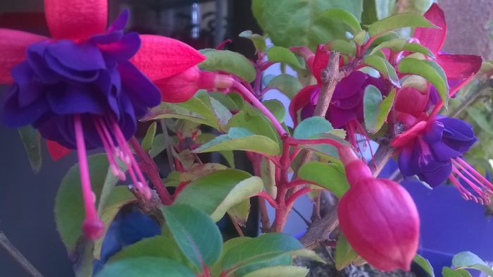 FUCHSIA DOLLAR PRINZESSIN