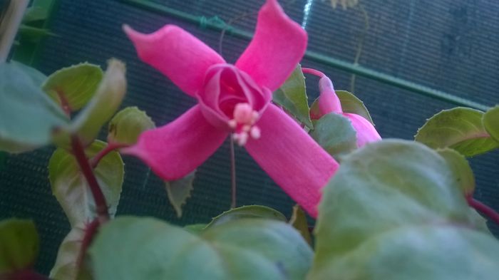 Fuchsia Pink Galore - FUCHSIILE- CERCELUSII VESELI